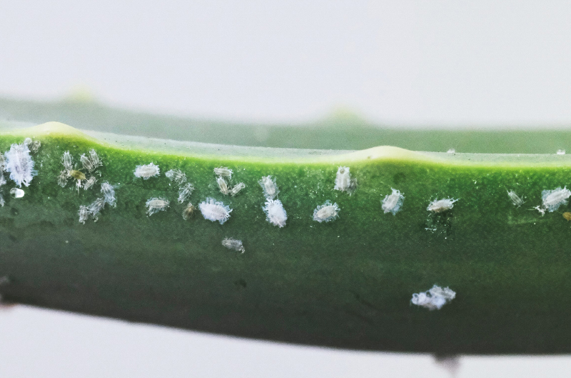 7 Steps to an Effective Pest Management Program