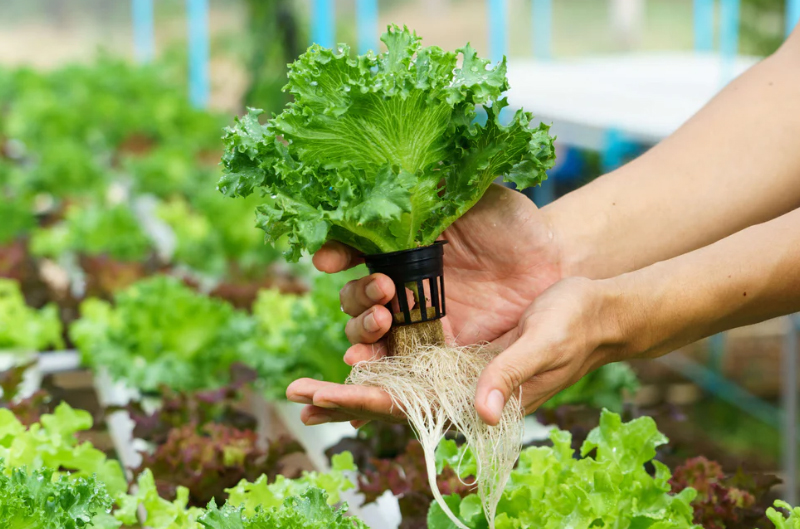 A 8 Step Guide to Successful Indoor Hydro Gardening